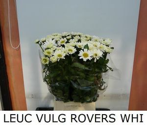LEUCANTHEMUM VULG OV 55